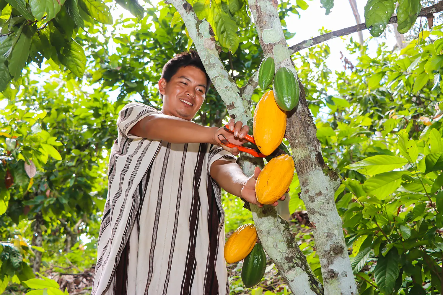 cosecha de cacao